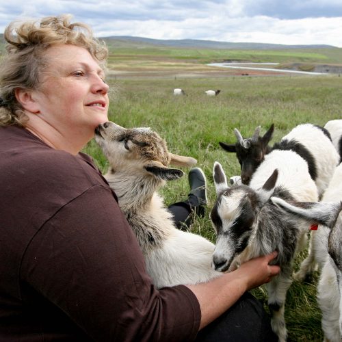 Geitakjöt sífellt vinsælla á Íslandi